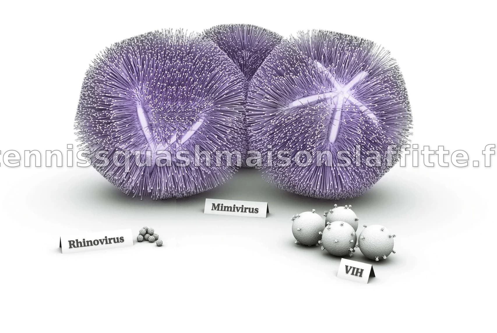 Les microbes Asgard : nos ancêtres les plus anciens révélés