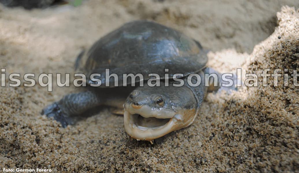 Une des Tortues les Plus Rares du Monde S'échoue au Texas, Recouverte d'Organismes Vivants et en Urgence de Soins