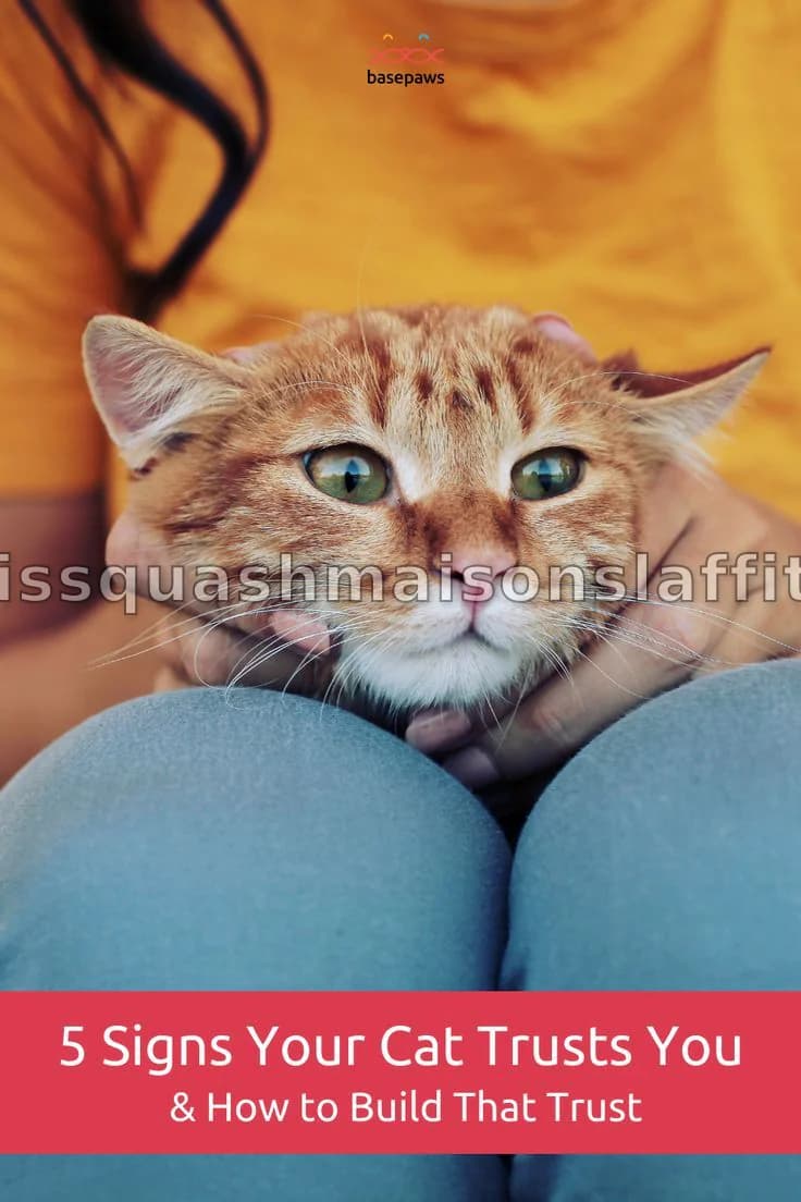 Comment les chats décident de vous faire confiance